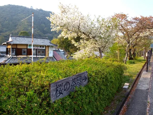 生垣の刈り込み