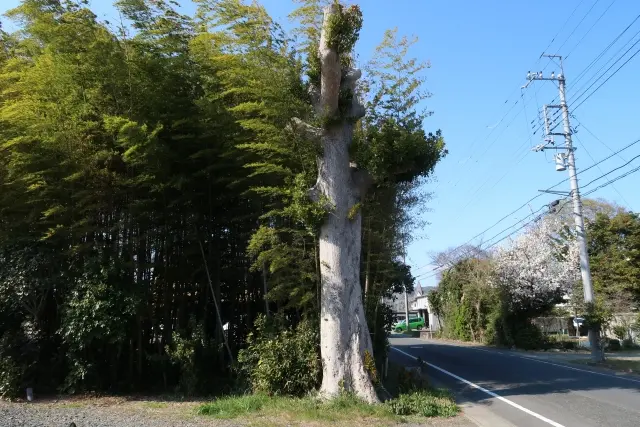 高木