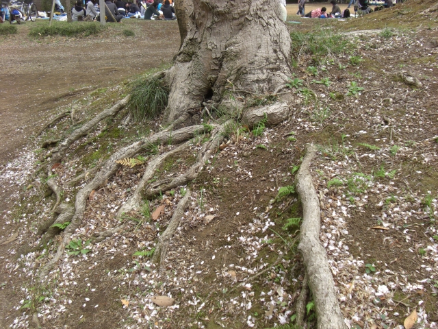 伐根・抜根作業