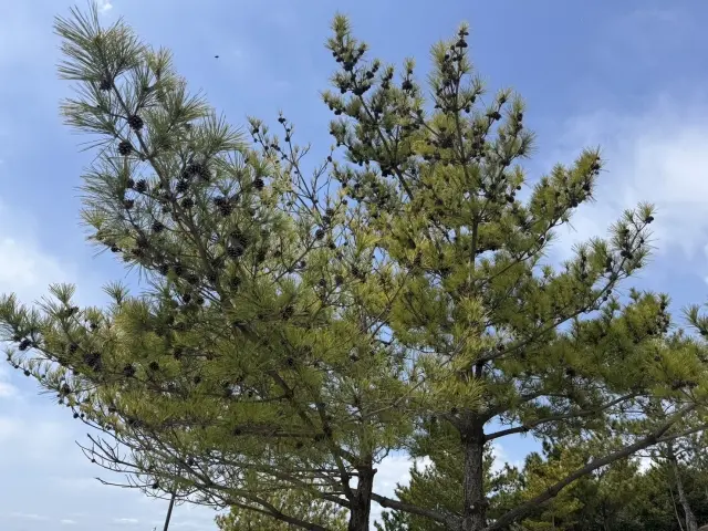 大木・高木の伐採