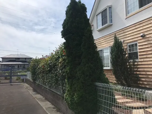 木の伐採・剪定作業